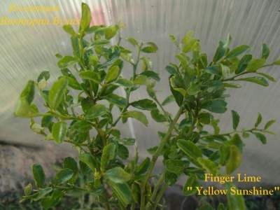 Finger Lime   Yellow Sunshine - 